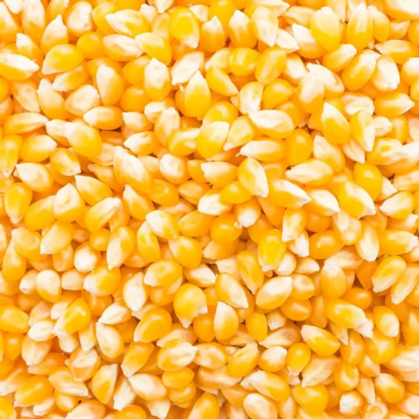 corn