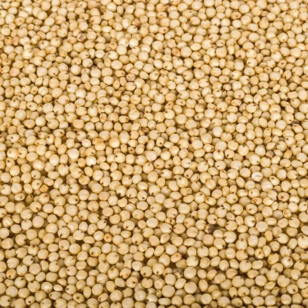 sorghum